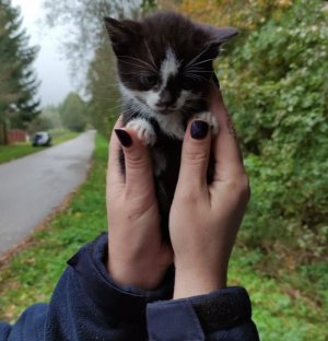 zdjęcia przedstawiają policjantkę, trzymającą kocięta, oraz same kotki