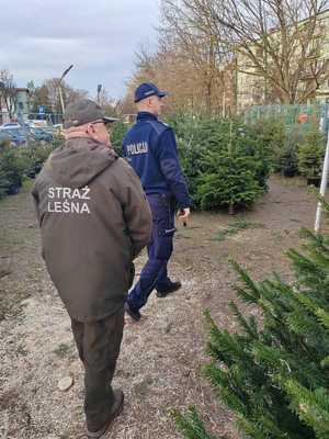 policjant w mundurze i strażnik leśny, choinki.