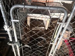 metalowa klatka, widoczny pies, stara lodówka.