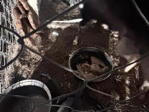 widoczne dwie miski, w jednej kawałki chleba, na ziemi złoma, widoczna również siatka.