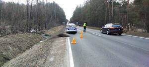 droga asfaltowa, radiowóz, policjant, łoś leży częściowo n drodze.