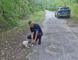 na drodze leśnej stoi radiowóz, policjant podaje wodę psu.