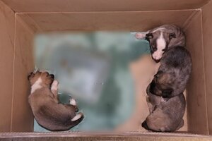 cztery szczeniaki znajdują się w kartonowym pudełku.